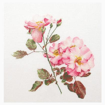 Rosa Leersum - Blanco