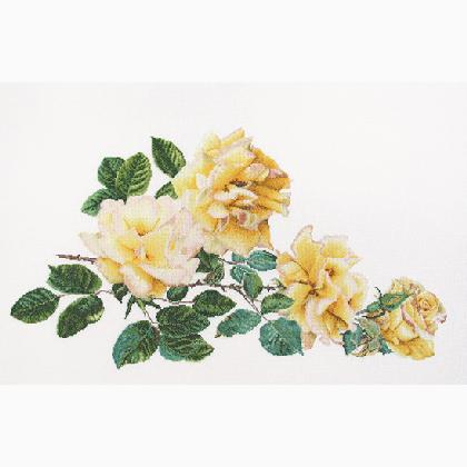 Peace Rose - Blanco