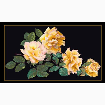 Peace Rose - Negro
