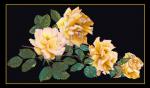 Peace Rose - Negro