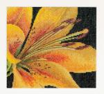Spring Collection: Lirio