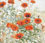 Orange Poppies - blanco