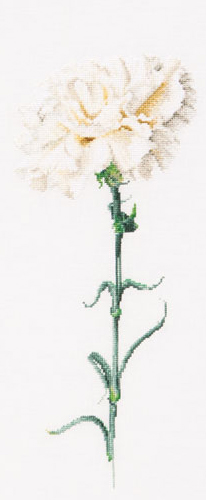 Clavero Blanco
