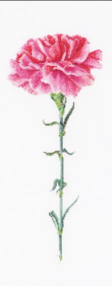 Clavero Rosa - Blanco
