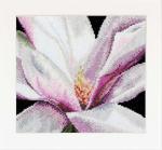 Autumn Collection: Magnolia