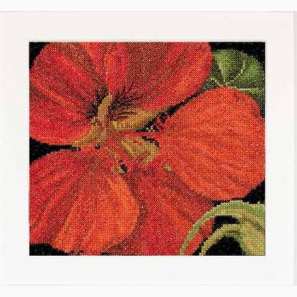 Autumn Collection: East Indian Cherry