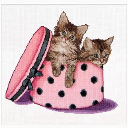 Kitten twins