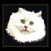 White Persian Cat
