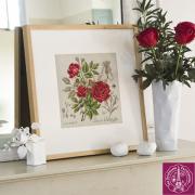 Etude à la rose Duc de Wellington - Lino