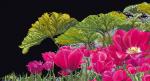 Keukenhof Garden Detail - negro