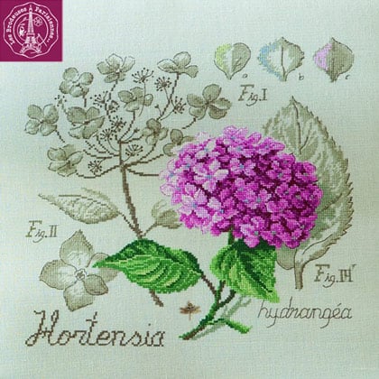 Étude à l\'Hortensia - Lino