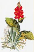 Yucca