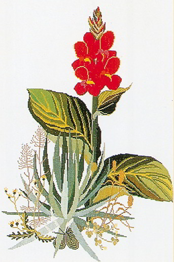 Yucca