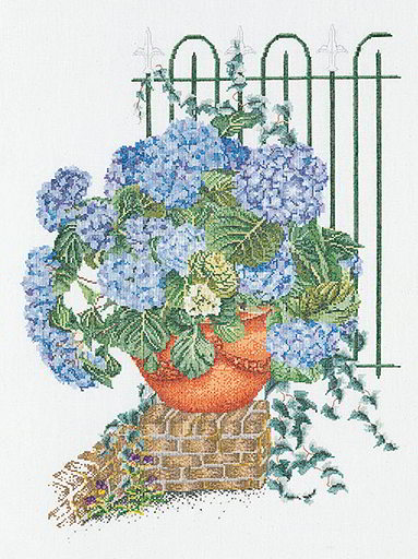 Hydrangea Azul