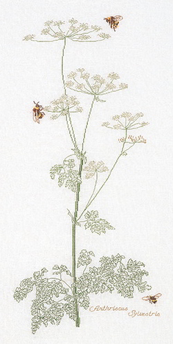 Perifollo silvestre