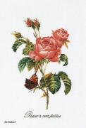 Rosa Redouté