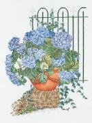 Hydrangea Azul