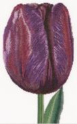 Tulipán triunfo púrpura