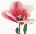 Tulipán híbrido Darwin rosa
