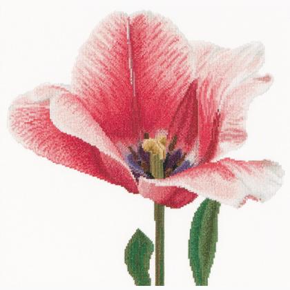 Tulipán híbrido Darwin rosa
