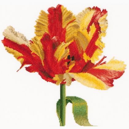Tulipán Loro rojo/amarillo