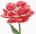 Tulipán doble rojo/blanco