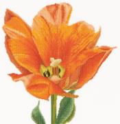 Tulipán triunfo naranja