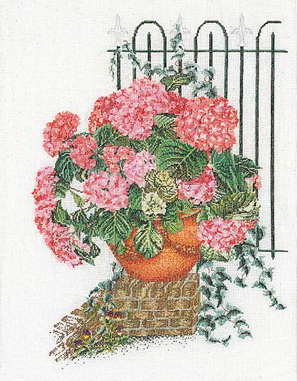 Hydrangea Rosa
