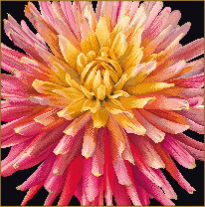 Dalia - negro