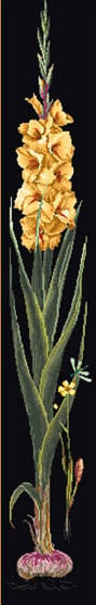Gladioli Yellow - Negro