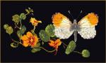 Mariposa-Mastuerzo - negro