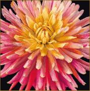 Dalia - negro