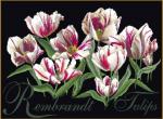 Tulipanes Rembrandt - negro
