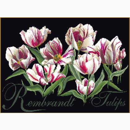 Tulipanes Rembrandt - negro