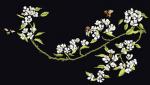 Flores de peral - Negro