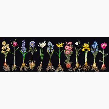 Bulbs (Flowers Study) - Negro