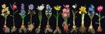 Bulbs (Flowers Study) - Negro