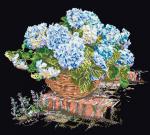Hydrangea Azul - Negro
