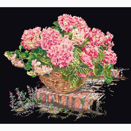 Hydrangea rosa - Negro