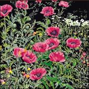 Pink Poppies - Negro