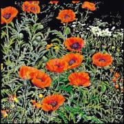 Orange Poppies - Negro