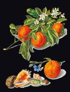 Oranges & Mandarins - Negro