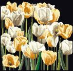 Tulips - Negro