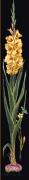Gladioli Yellow - Negro