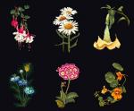 Six Floral Studies - Negro