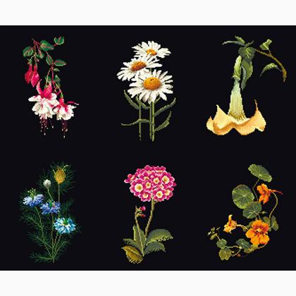 Six Floral Studies - Negro
