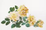 Peace Rose - Aida - Blanco