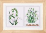 Galanthus - Aida