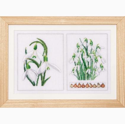 Galanthus - Aida
