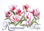 Rembrandt Tulips - Aida